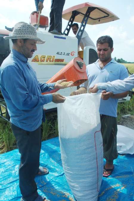 ثبات قیمت برنج در شالیكوبی های مازندران