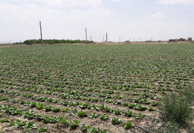 30 هكتار مزرعه الگویی در استان قزوین ایجاد شده است