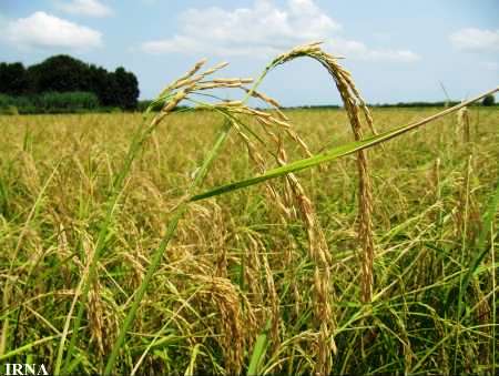 برنج 69 درصد اراضي شاليزاري گيلان  برداشت شد