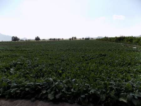 سلماس رتبه نخست توليد سبزي را در آذربايجان غربي دارد