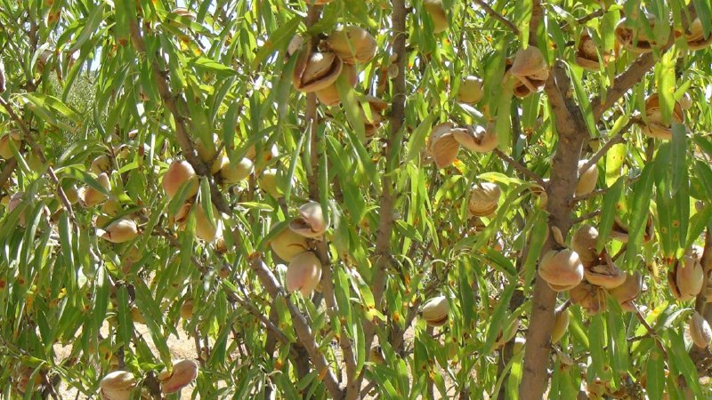 آغاز برداشت بادام درختی در شهرستان سروآباد