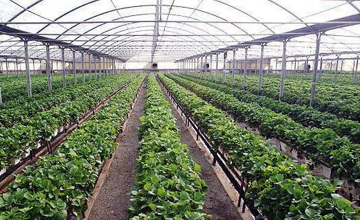 ایجاد 513 گلخانه در پنج ماه نخست امسال/خطر قاچاق گل و گیاه زینتی از عراق