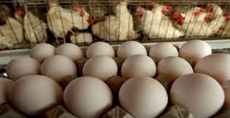 شهرستان زرنديه رتبه دوم توليد تخم مرغ استان مركزي را دارد