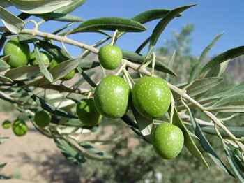 درخواست توليدكنندگان روغن زيتون از وزير جهاد كشاورزي براي احياي طرحي كه در دولت قبل متوقف شد