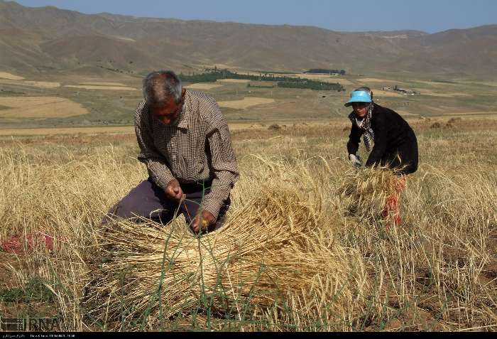 توزیع بذر گواهی‌شده گندم و جو بین کشاورزان استهبانی