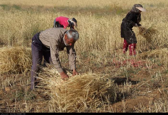 زنجان پیشرو در رشد تولید و خرید تضمینی گندم