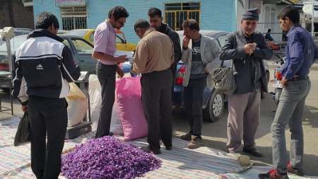 برگزاري جشنواره آييني زعفران در تربت حيدريه