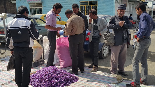 برگزاري جشنواره آييني زعفران در تربت حيدريه