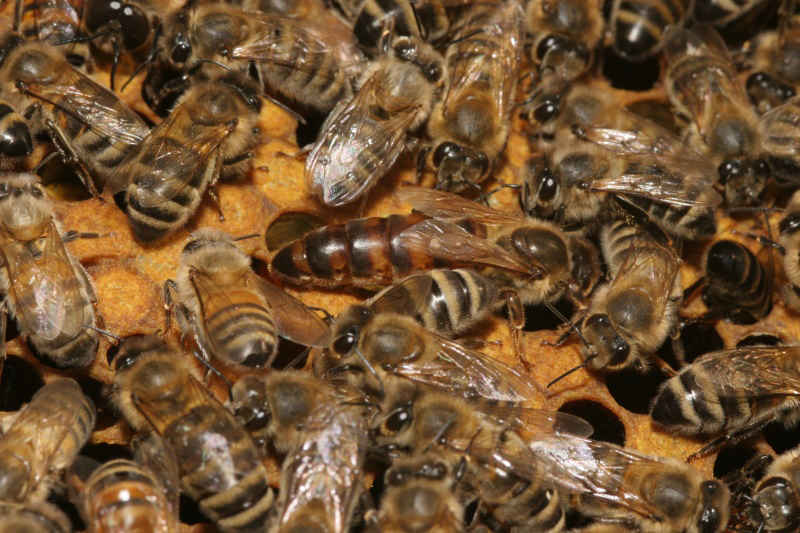 كمبود تغذيه زمستانه زنبورهاي عسل در بيجار