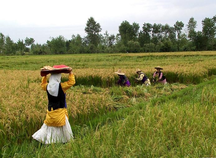 پیش بینی تولید2.3میلیون تن برنج درسالجاری/ ممنوعیت واردات درفصل برداشت برقراراست