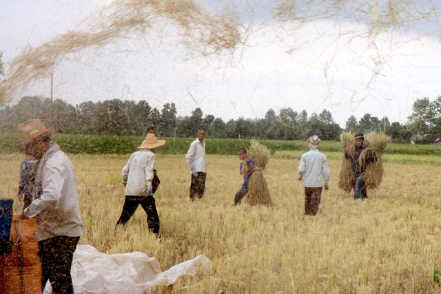 پایان برداشت برنج در شالیزارهای گیلان