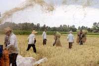 پایان برداشت برنج در شالیزارهای گیلان