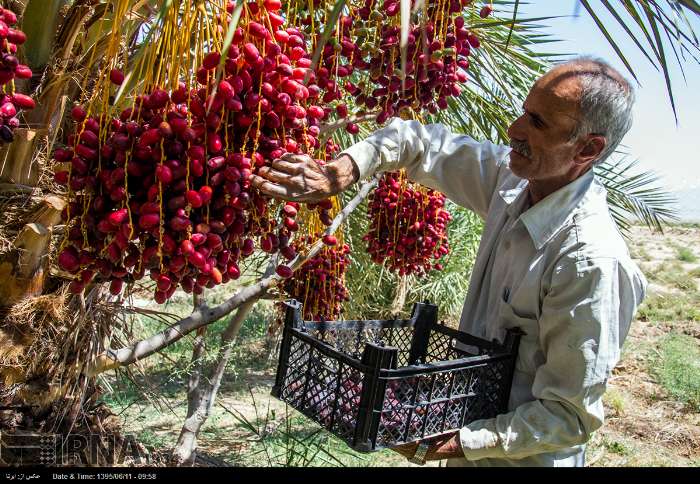 تلخ کامی نخل‌داران خراسان جنوبی از جدال با آفات و خشکسالی
