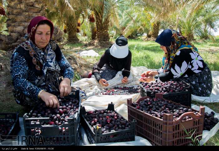 تلخ کامی نخل‌داران خراسان جنوبی از جدال با آفات و خشکسالی