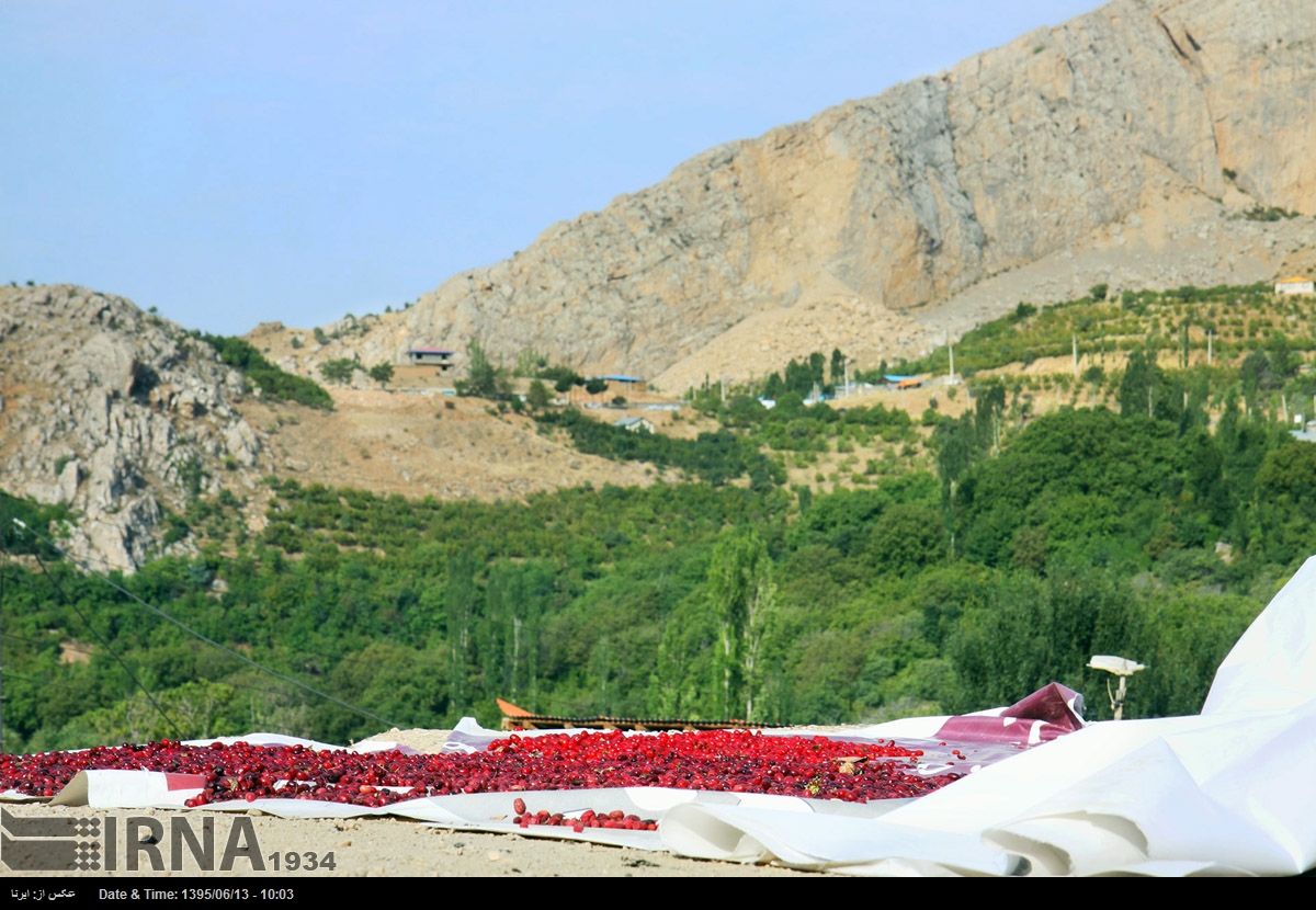 ۱۶ محصول کشاورزی قزوین رتبه اول تا ششم کشوری را دارد