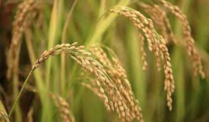 برداشت برنج از شاليزارهاي شهرستان لاهيجان پايان يافت