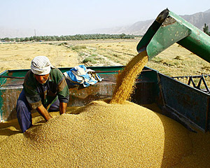 ركورد خرید گندم در استان اردبیل شكسته شد