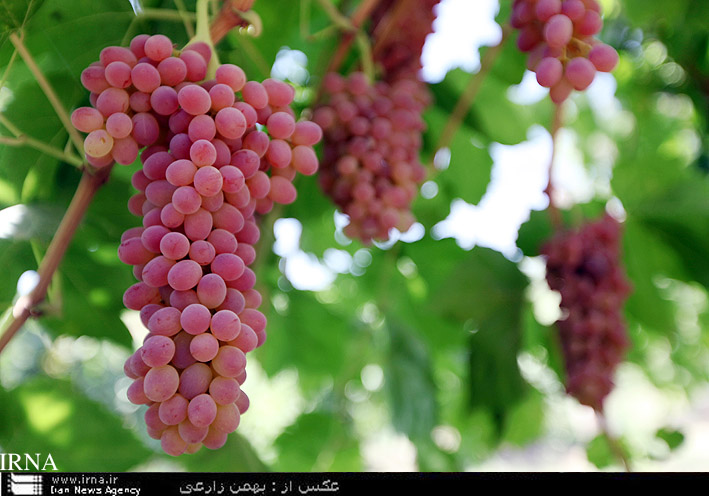 ساليانه بيش از 95 هزار تن انگور در استان كرمانشاه توليد مي‌شود