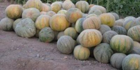 گركه (گرمك) كردستان محصولي بدون نياز به آبياري و سم پاشي گركه (گرمك) كردستان محصولي بدون نياز به آبياري و سم پاشي