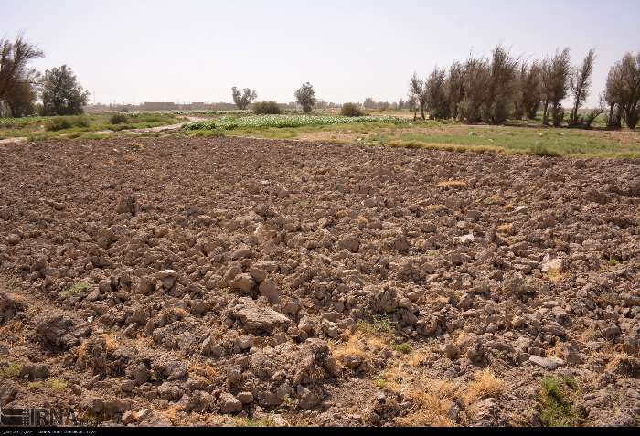 ۵۰ هزار هکتار از دیمزارهای خراسان‌شمالی زیر پوشش طرح جهش تولید رفت