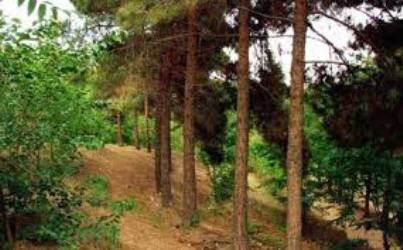تذكرعضو شوراي شهر به قطع چندهزار اصله درخت در بوستان چيتگر