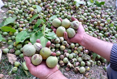 170 تن گردو امسال از باغ هاي نطنز برداشت مي شود