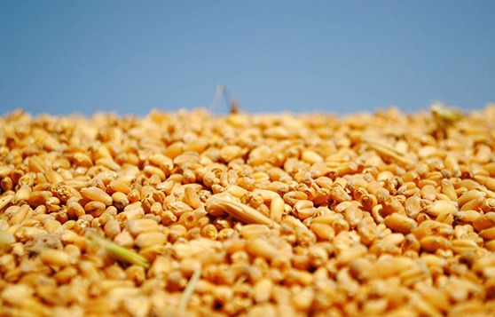 تولید كم سابقه50 هزار تن گندم در بروجرد