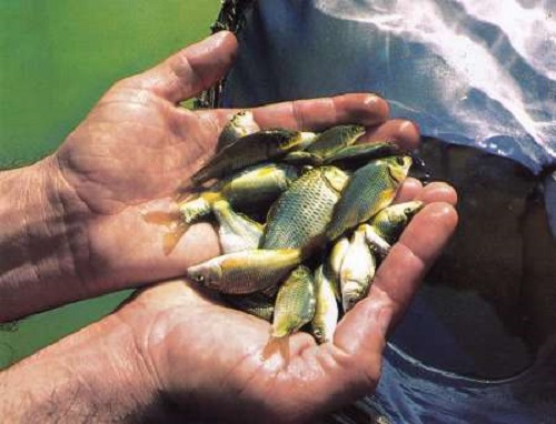 افزون بر 170هزار قطعه بچه ماهي در استخرهاي پرورش ماهي زهك رهاسازي شد