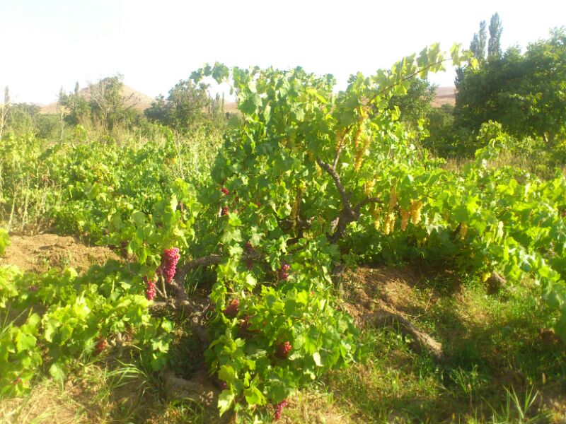 جشنواره انگور در روستای درسجین ابهر برگزار می شود