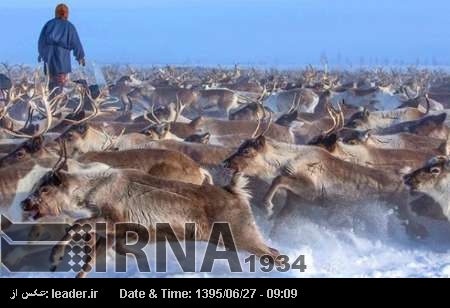 روس جلد ایران کو قطبی ہرن کا گوشت برامد کرے گا روس جلد ایران کو قطبی ہرن کا گوشت برامد کرے گا