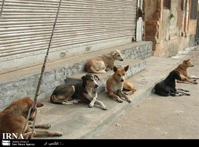 سگ هاي ولگرد كودك پنج ساله را در سلطان آباد شيراز دريدند - ایرنا