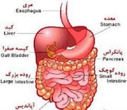 سرطان هاي روده بزرگ و پانكراس در جامعه رو به افزايش است