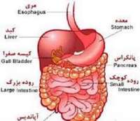 سرطان هاي روده بزرگ و پانكراس در جامعه رو به افزايش است