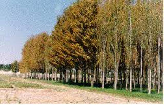 طرح زراعت چوب در سطح 18 هكتار از اراضي خراسان شمالي اجرا شد