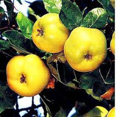 تولید مرغوب ترین میوه 'به' در شهرستان كوثر