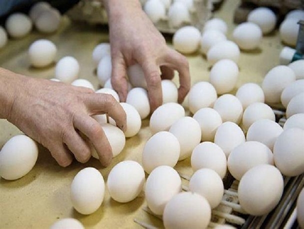 توزیع تخم مرغ در مدارس 10 استان/ آموزش و پرورش تغذیه دانش آموزان را جدی نمی گیرد