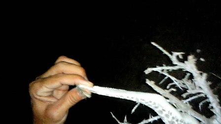 نجات كمیاب ترین مار افعی جهان در گیلانغرب