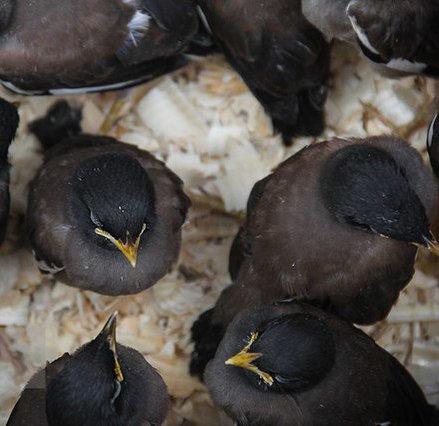 مسمومیت پرندگان در خراسان شمالی 50 درصد كاهش یافت