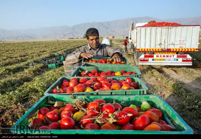 کشاورزی قراردادی از افزایش محصول تا صادرات پایدار