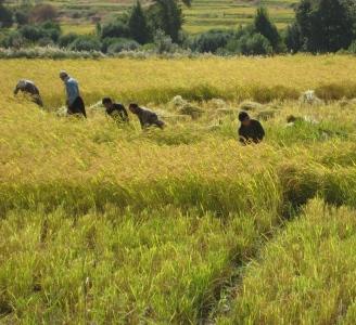 برداشت برنج در آبدانان آغازشد