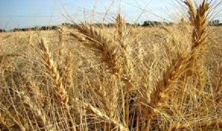 توقیف محموله 2 هزار تنی گندم در لالی به دلیل نگهداری در شرایط نامناسب