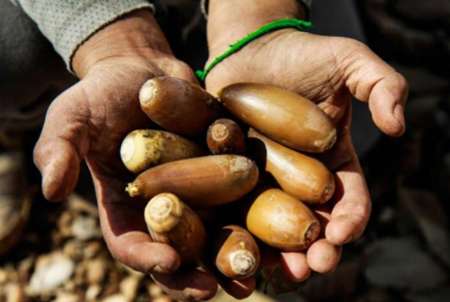 بلوط؛ سرمایه ای كه در صنعت لرستان جایگاهی ندارد