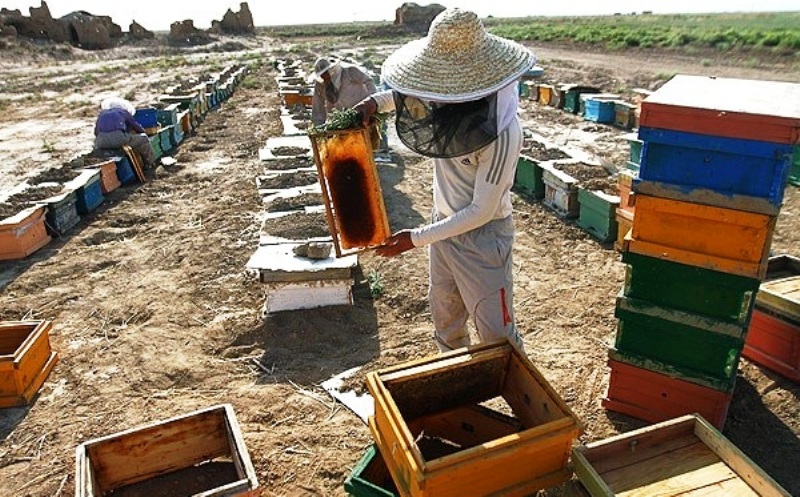 سالانه 200 تن عسل مرغوب در استان ایلام مصرف می شود