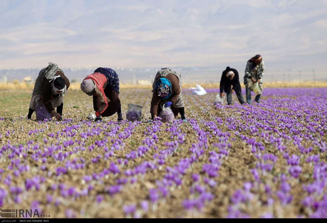 برداشت زعفران برای ۵۰ هزار نفر در خراسان‌شمالی اشتغال ایجاد کرد