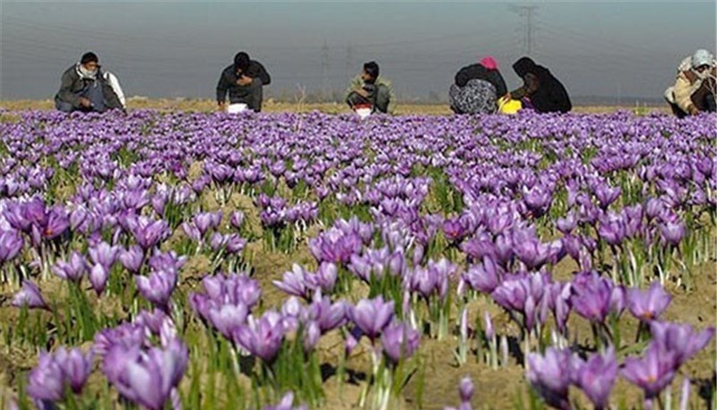 كمبود آب در مزارع كشت زعفران گناباد