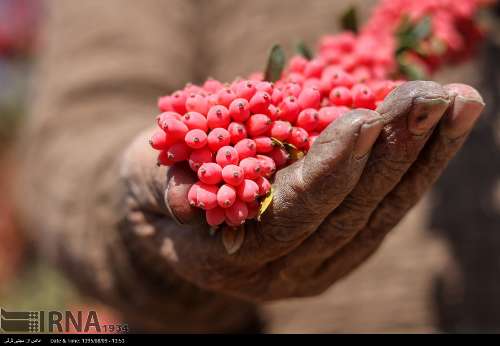 Barberry harvesting season in Southern Khorasan