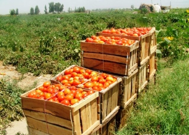 دولت 30 میلیارد ریال از طلب گوجه كاران جنوب كرمان را پرداخت كرد