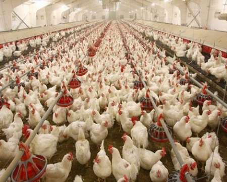 الزام نصب كد ردیابی بر روی مرغ های كشتار روز در استان ایلام