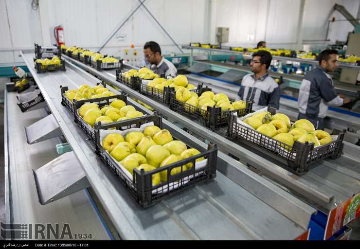 افزایش ۱۰ برابری ظرفیت سورتینگ و بسته‌بندی میوه در آذربایجان غربی