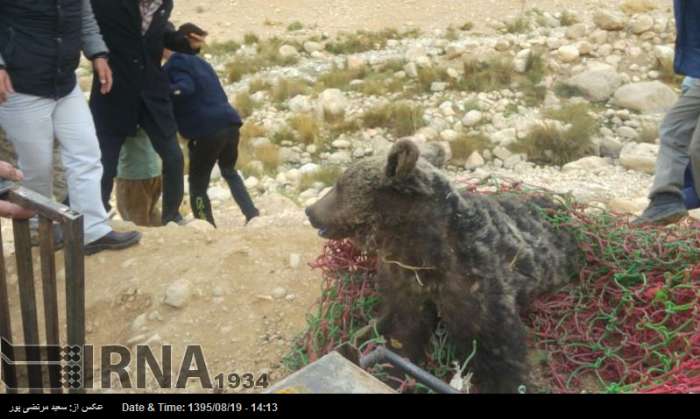 فیلم یک قلاده "خرس"  با ۲ توله اش در "دنا"